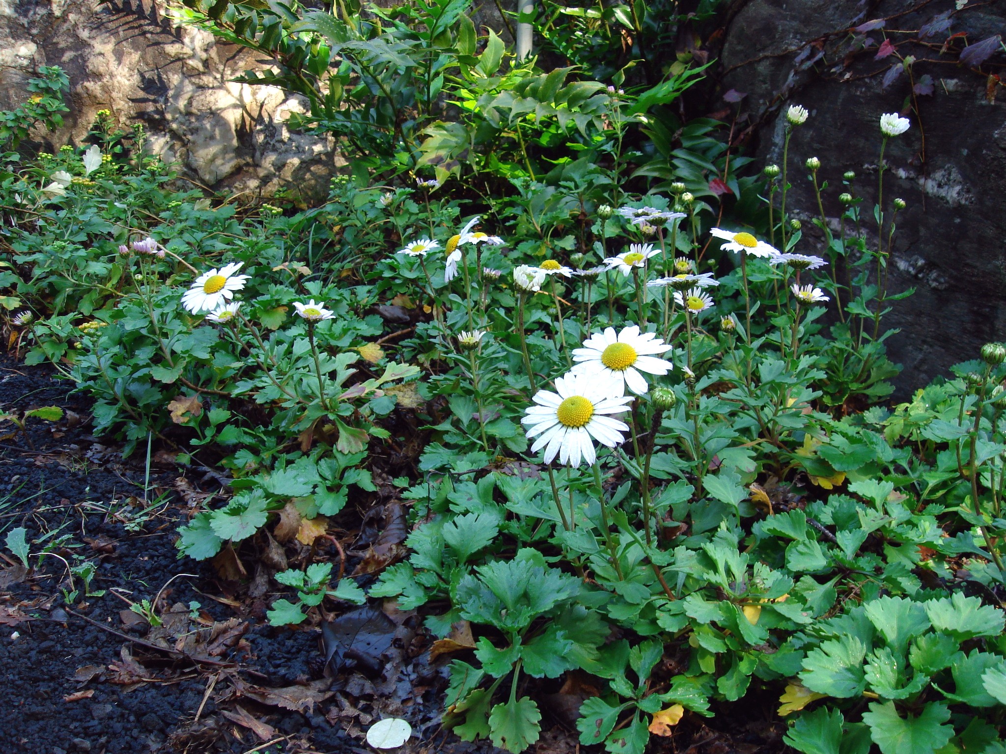 Chrysanthemum zawadskii Herbich subsp. yezoense (Maekawa) Y. N. Lee